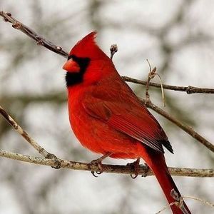 Meet your Posher, Melody